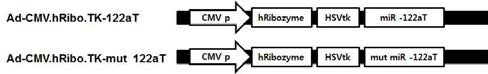 Adenoviral vector encoding CMV-T/S ribozyme with miR-122aT