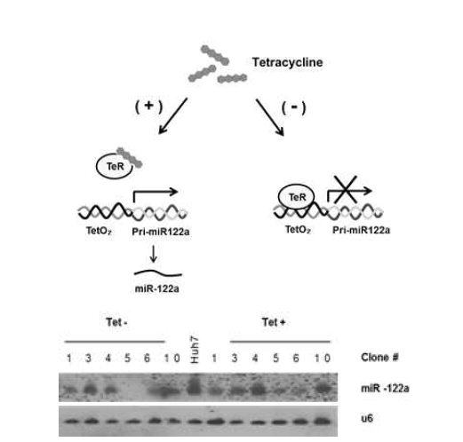 miR-122a expression cell system regulated by tetracycline