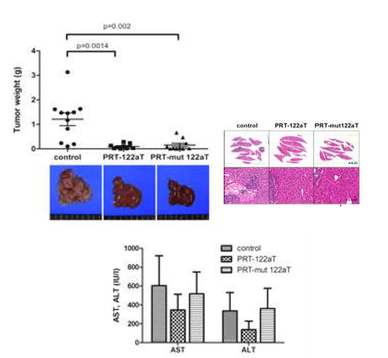 Anti-cancer effect and liver toxicity in mice with xenografted with human liver cancer by adenovirus encoding hTERT-targeting T/S ribozyme with miR-122aT