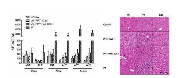 Liver toxicity in normal mice by adenovirus encoding hTERT-targeting T/S ribozyme with miR-122aT