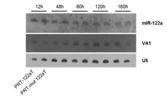 miR-122a expression level by adenovirus