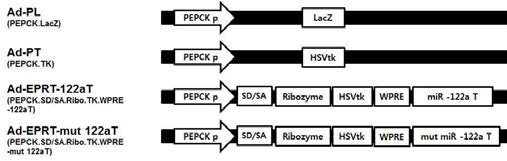Adenovirus construct of modified T/S ribozyme