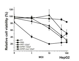 hTERT+, miR-122a- liver cancer cell death by adenoviral vector encoding enhanced PEPCK-T/S ribozyme with miR-122aT