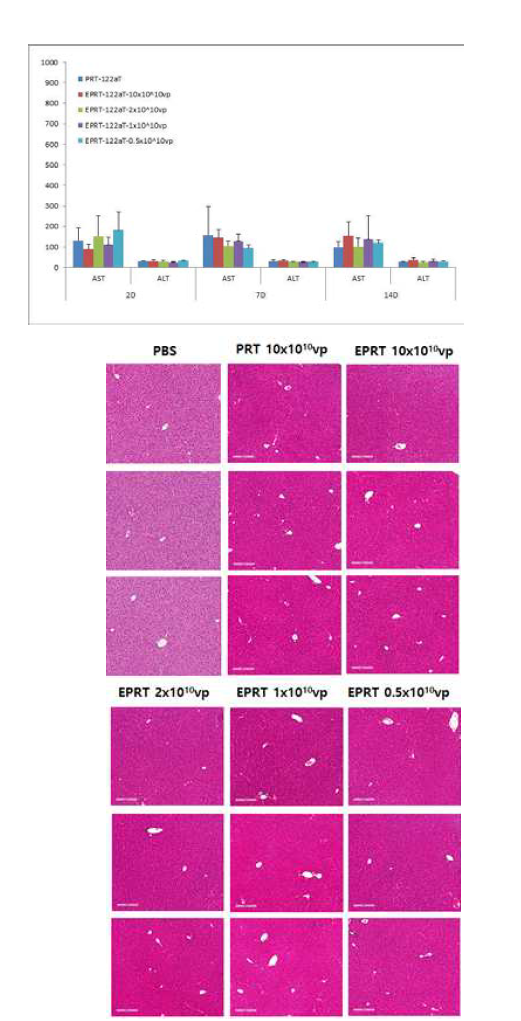 AST, ALT in adenovirus-infected normal mouse for virus toxicity test.