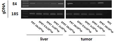 molecular assay to identify dose-dependent infection level in xenograft mouse normal and tumor liver.