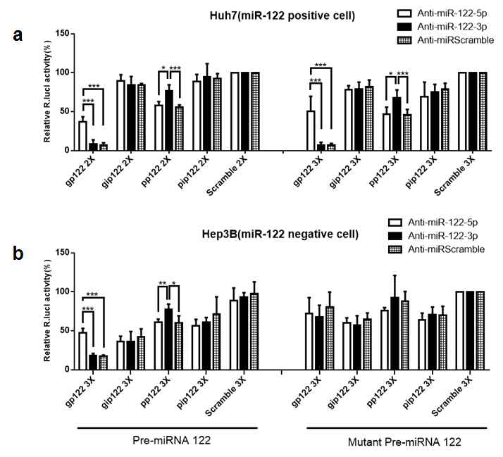 Endo- or exogenous miRNA-122 guide or passenger strand-regulated constructs were increased by anti-miR-122 in cells.