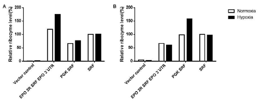 Increase in the level of hypoxia-inducible ribozyme transcripts under hypoxia.