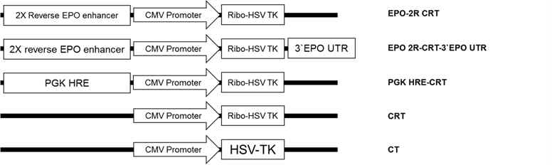 Construction of hypoxia-inducible ribozyme with therapeutic transgene