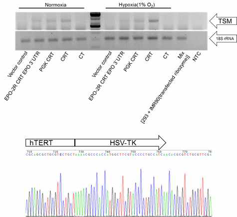 Trans-splicing molecules by reaction of hypoxia-inducible ribozyems