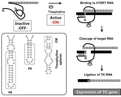 Scheme for the control of RNA replacement by an allosteric trans-splicing (t/s) ribozyme, and proposed secondary structures and sequences of P6 and P8 of the ribozyme