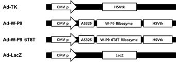 Schematic diagram of recombinant adenoviral vector