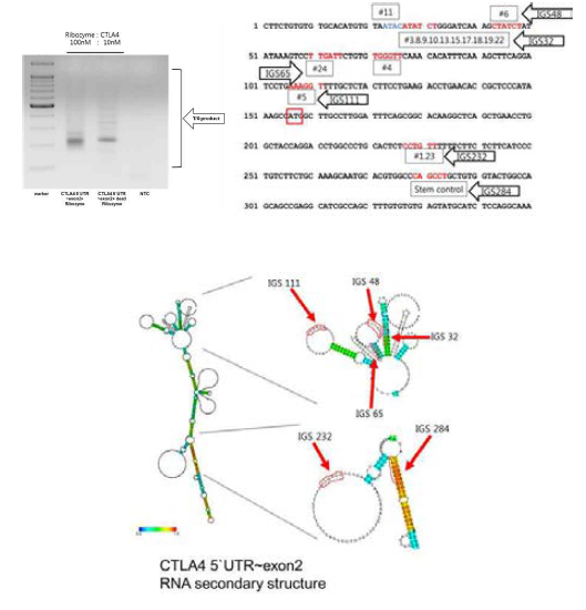 RNA mapping results