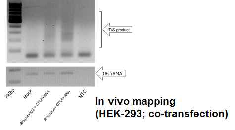 RNA mapping result in cells