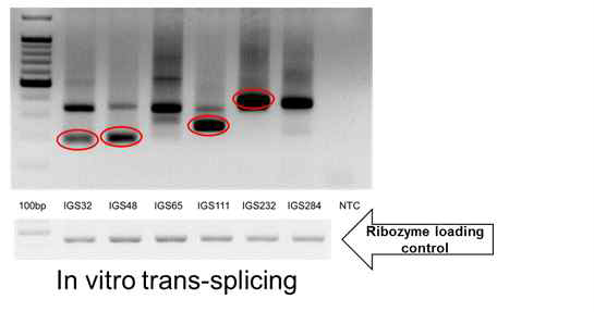 In vitro splicing reaction specific T/S ribozymes