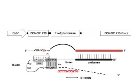 Scheme of improved T/S ribozme