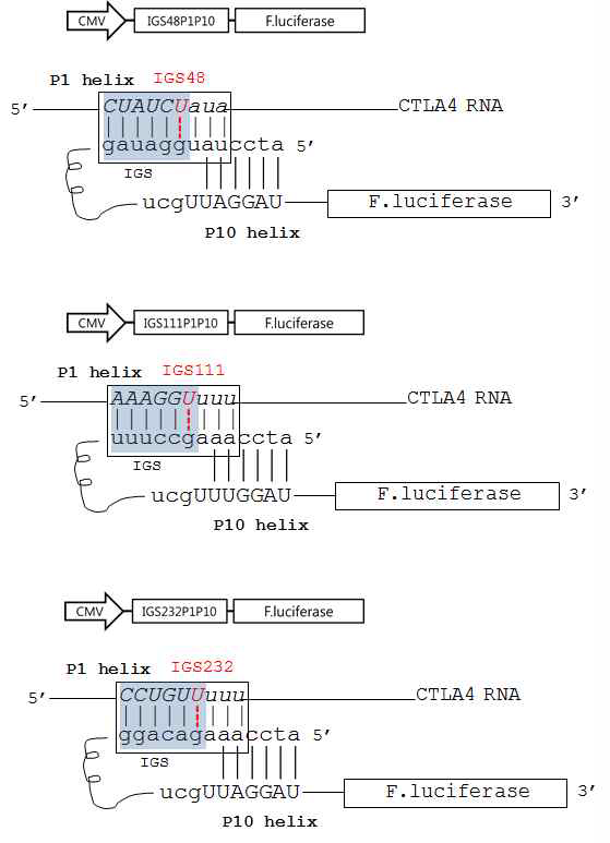 Scheme of trans-splcing ribozyme targeting separate sites of CTLA4