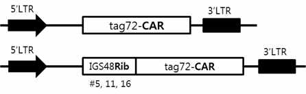 Construct of retrovirus vector