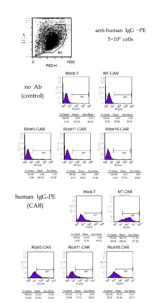 CAR expression of retrovirustransduced T cell by FACS