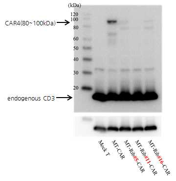 CAR expression of retrovirustransduced T cell by western blot