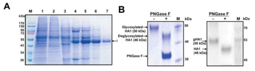 인플루엔자 바이러스 표면항원 당쇄부가 헤마글루티닌 (Glycosylated hemagglutinin)의 (A) 분리/정제 및 (B) 부가 당쇄 (glycan)의 확인.