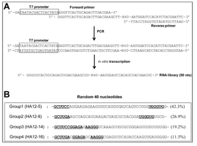 당쇄부가 헤마글루티닌에 특이적으로 결합하는 핵산 압타머 의 (A) SELEX과정, (B) 발굴한 RNA 압타머 서열들.