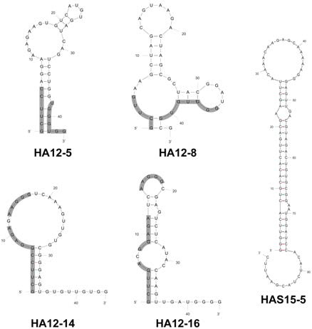 발굴한 RNA 압타머 후보들 의 서열 및 이차구조.