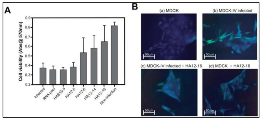 당쇄부가 헤마글루티닌에 결합하는 선별된 핵산 압타머에 의한 바이러스 감염 억제 in vitro 확인(A) 감염세포주 생존능 확인 assay. (B) Immunofluorescence staining 분석.