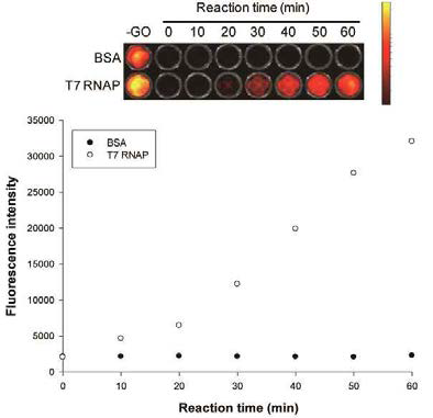 PNA 프로브와 산화 그래핀을 이용하여 96-well plate 상에서의 형광 측정을 통한 바이러스 RNA중합효소 의 시간에 따른 활성 측정.