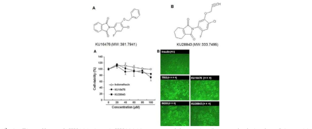 The effect of KU16476 and KU28843 on cytoxicity and adipogenesis induction.