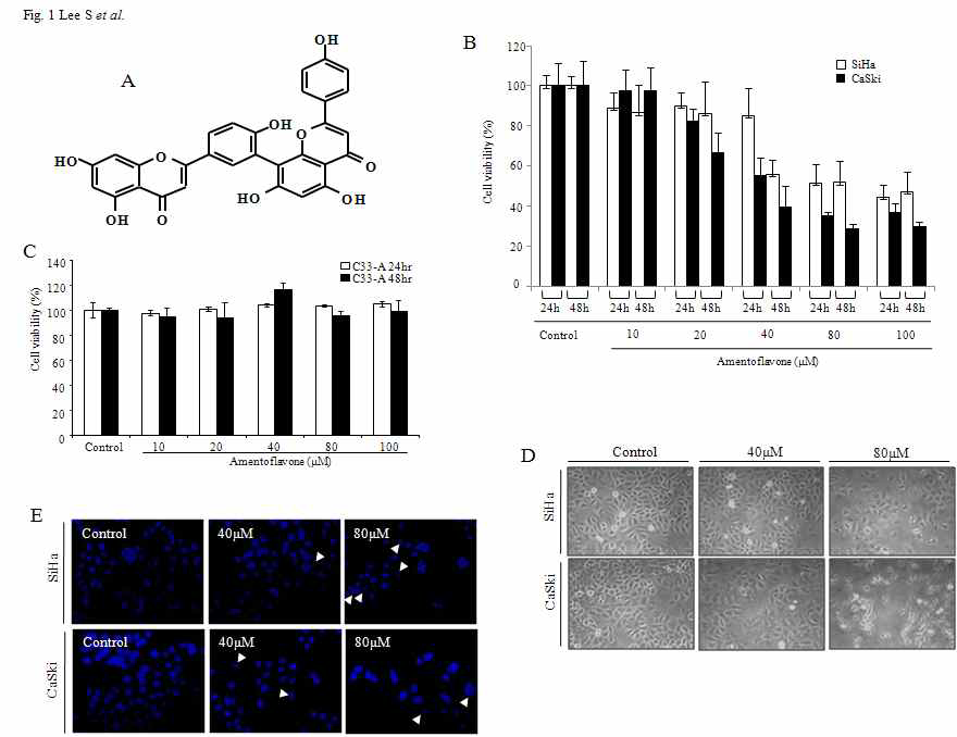 Effect of amentoflavone on the viability of C33A cells.