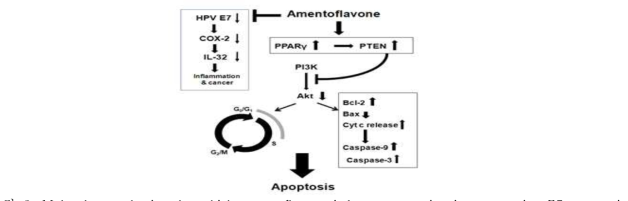 Molecular mechanism by which amentoflavone induces apoptosis via suppressing E7 expression and mitochondria-emanated intrinsic pathways in human cervical cancer cells cells.