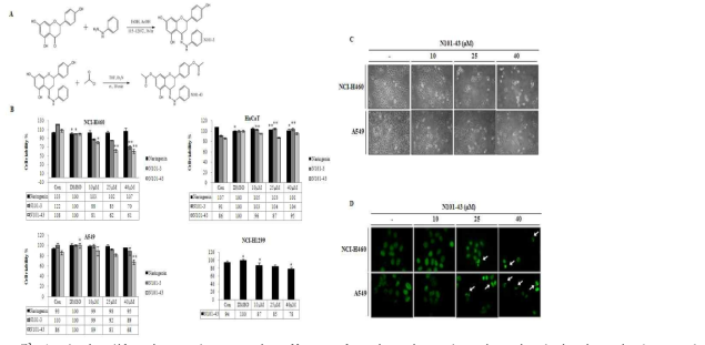 Antiproliferative and apoptotic effects of naringenin and naringenin derivatives in human lung cancer cell lines.