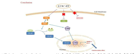 Luteolin 8-C-β-fucopyranoside에 의한 MCF-7 유방암 세포의 전이 억제 메커니즘