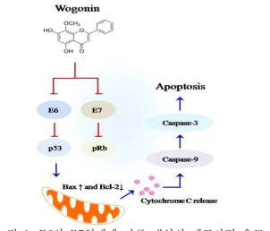 E6와 E7억제에 따른 내인성 세포사멸 유도