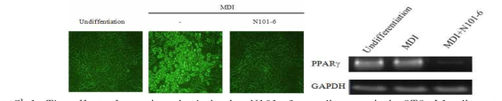 The effect of a naringenin derivative N101-6 on adipogenesis in 3T3-L1 adipocytes