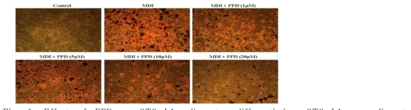 Effect of PPD on 3T3-L1 adipocytes differentiation.