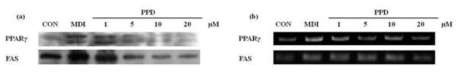 The inhibitory effect of PPD on expression of PPARγ and FAS.