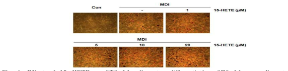 Effect of 15-HETE on 3T3-L1 adipocytes differentiation.