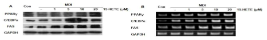 The inhibitory effect of 15-hete on expression of PPARγ, C/EBPα and FAS.