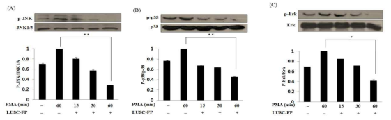 Effects of LU8C-FP on phosphorylation of JNK, P38, and ERK in PMA-treated THP-1 cells.