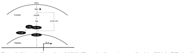 Schematic illustration of LU8C-FP on signaling pathway mediated by PMA in THP-1 cells.