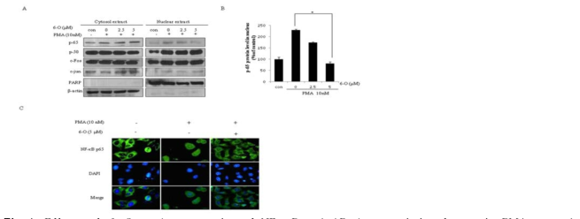 Effects of 6-O on the expression of NF-κB and AP-1 transcription factors in PMA-treated THP-1 cells.