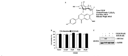 Inhibition of EGF-induced MUC5AC by CGLM.