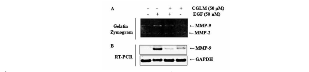 Inhibition of EGF-induced MMP-9 by CGLM.