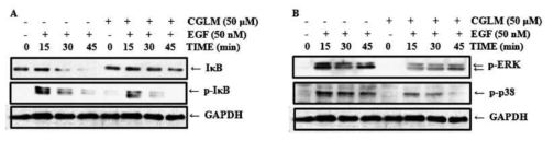 Inhibitory effect of CGLM on EGF-induced activation of NF-kB and ERK pathways.