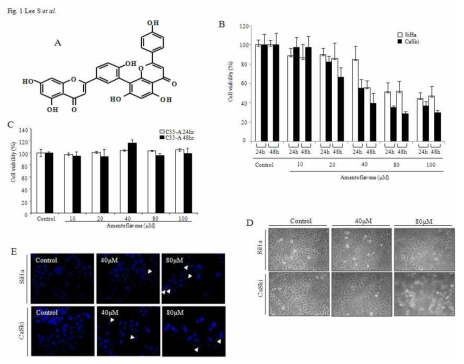Effect of amentoflavone on the viability of C33A cells