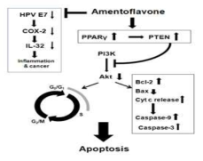 자궁경부암세포에서 amentoflavone가 E7발현억제 및 mitochondria-emanated intrinsic pathways를 활성화 시켜 세포사를 유발하는 기전.