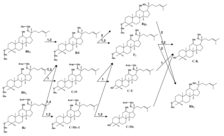 Hydrolytic pathway of the PPD ginsenosides by glycosidases.