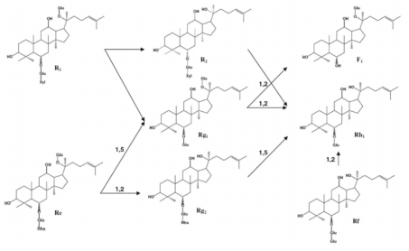 Hydrolytic pathway of the PPT ginsenosides by glycosidases.