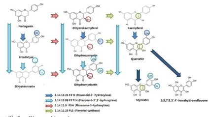 Flavonoid pathway.